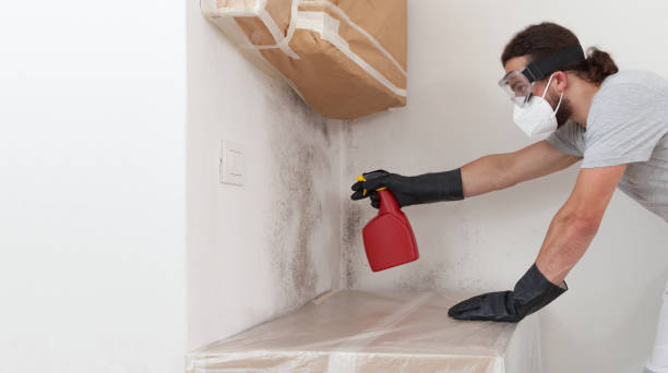 Professional Basement Mold Removal technician working in Vincentown, NJ