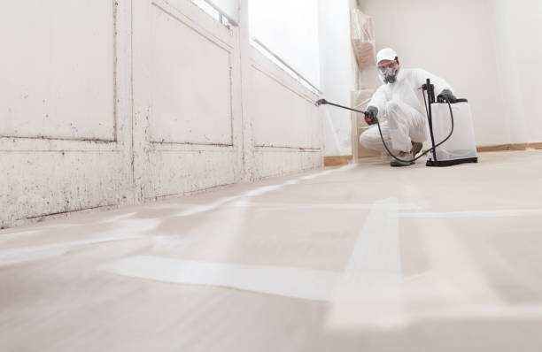 24/7 Emergency Basement Mold Removal experts in Vincentown, NJ