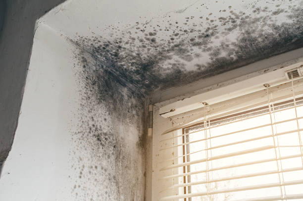 Affordable Basement Mold Removal solutions in Vincentown, NJ
